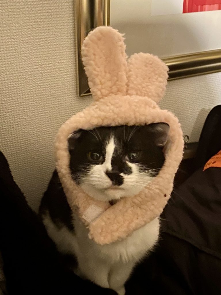 Culture of Helixes「わたしたちの偏愛 – Cats -」 - Helixes.log