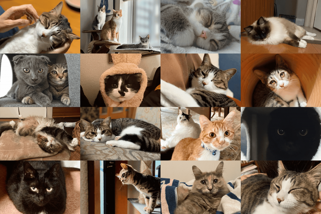 Culture of Helixes「わたしたちの偏愛 – Cats -」